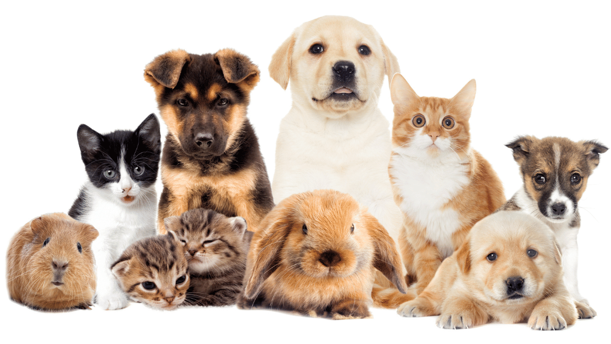 Vets Barn Launches New Website